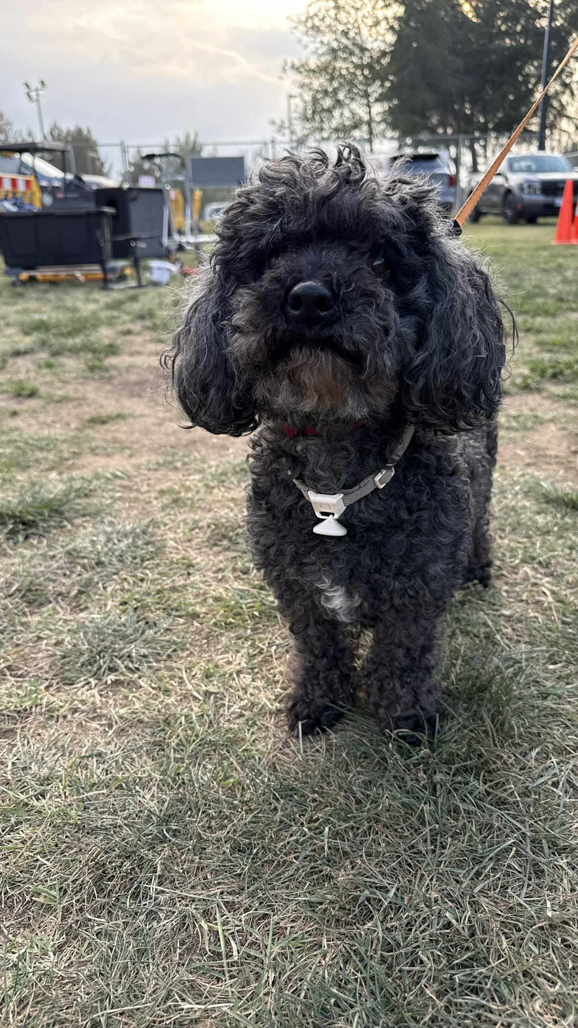 Black and gray curly-haired dog standing on grass, background has trees, cones, and cars.