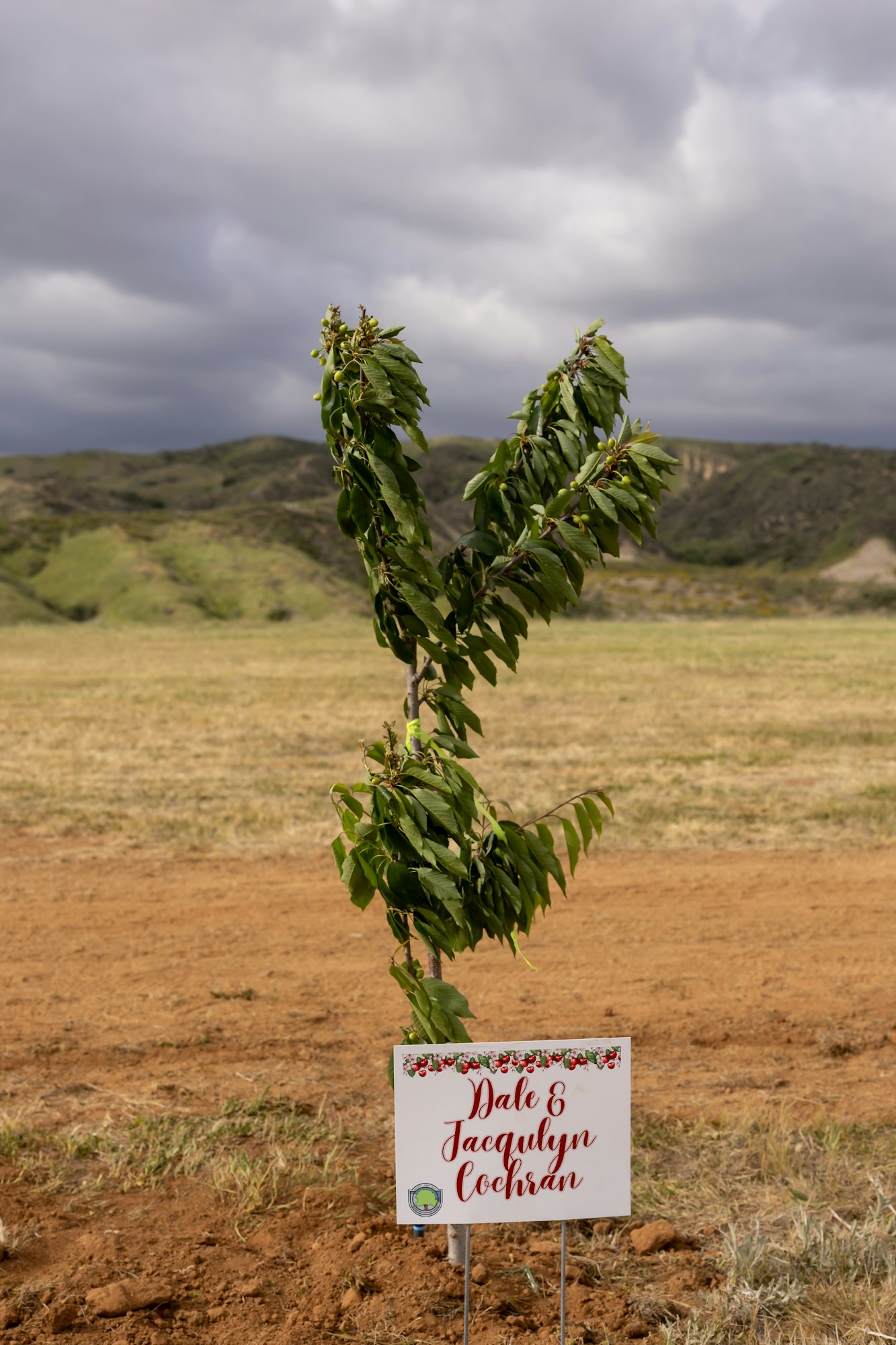 Young tree with a sign saying "Dale & Jacqulyn Cochran" in a grassy field under a cloudy sky.