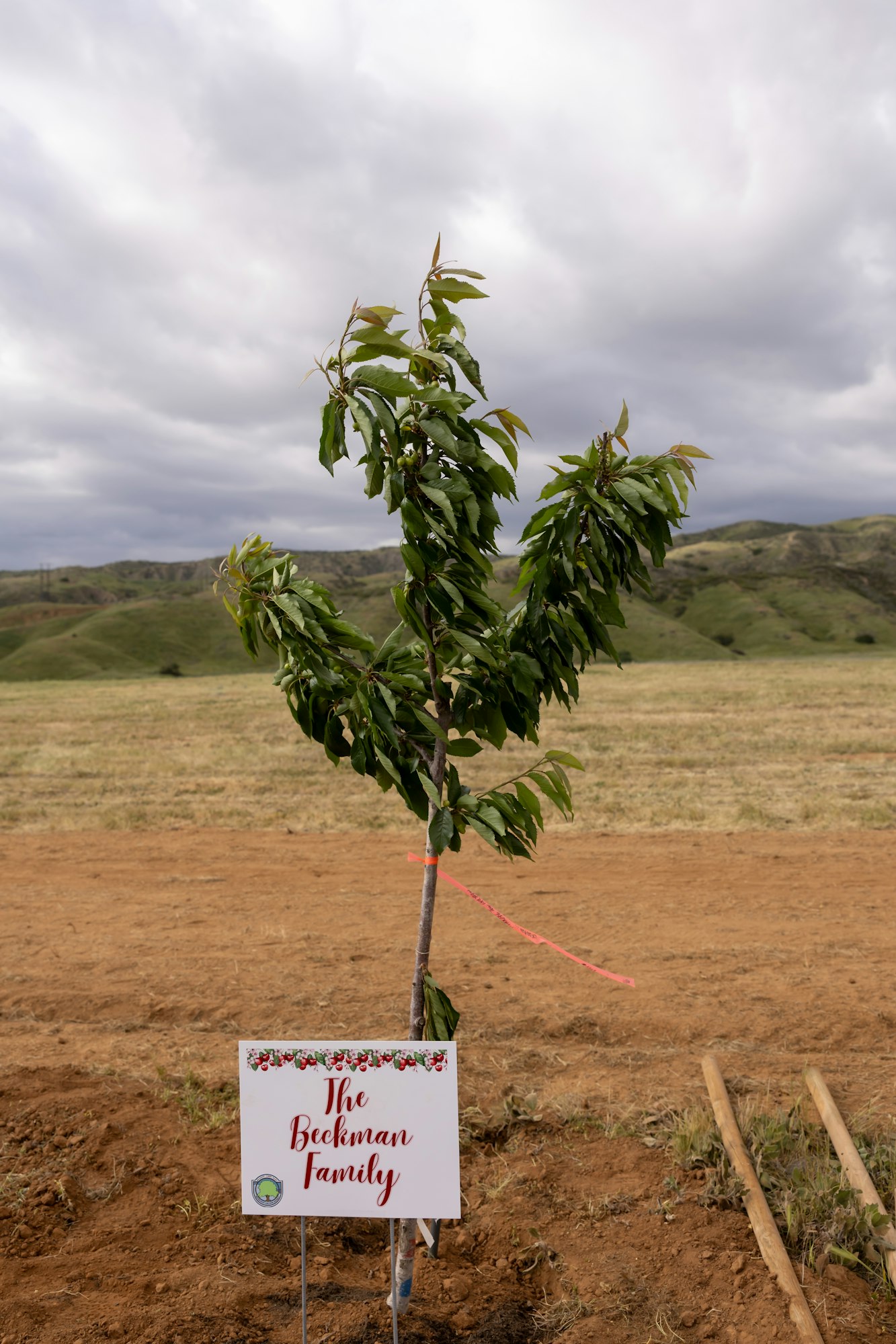 A young tree with a sign reading "The Beckman Family" in a field under cloudy skies.