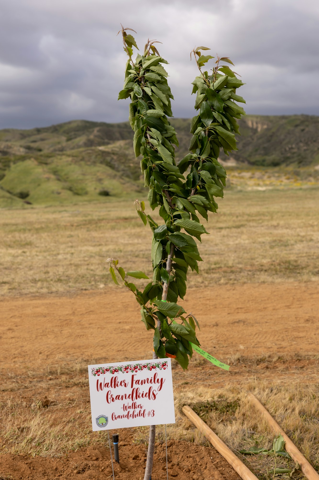 A young tree planted in a field with a sign reading "Walker Family Grandkids, Walker Grandchild #3."