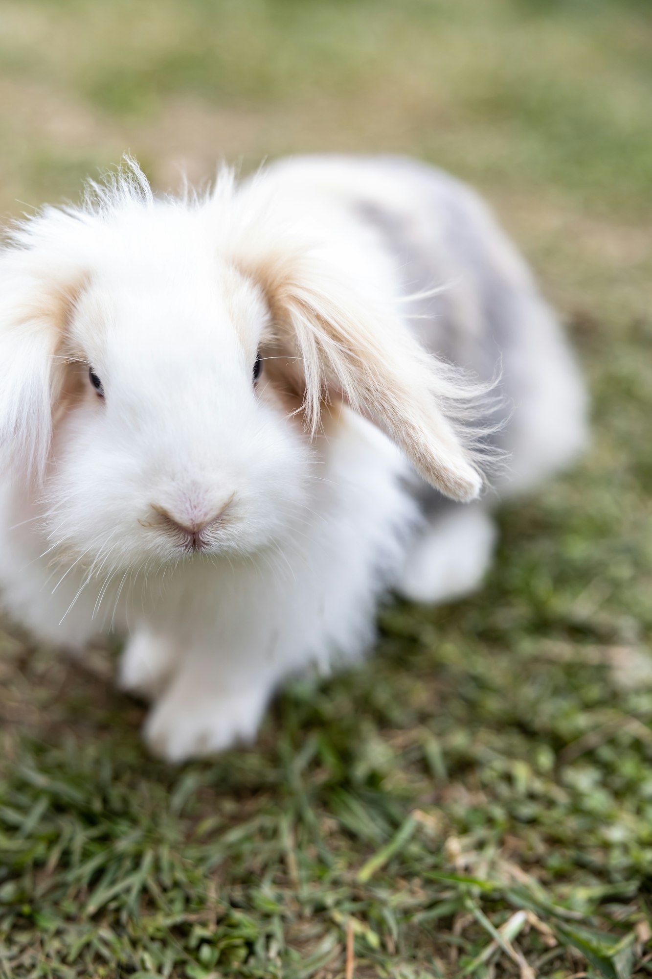 A fluffy white rabbit sitting on grass, looking at the camera.