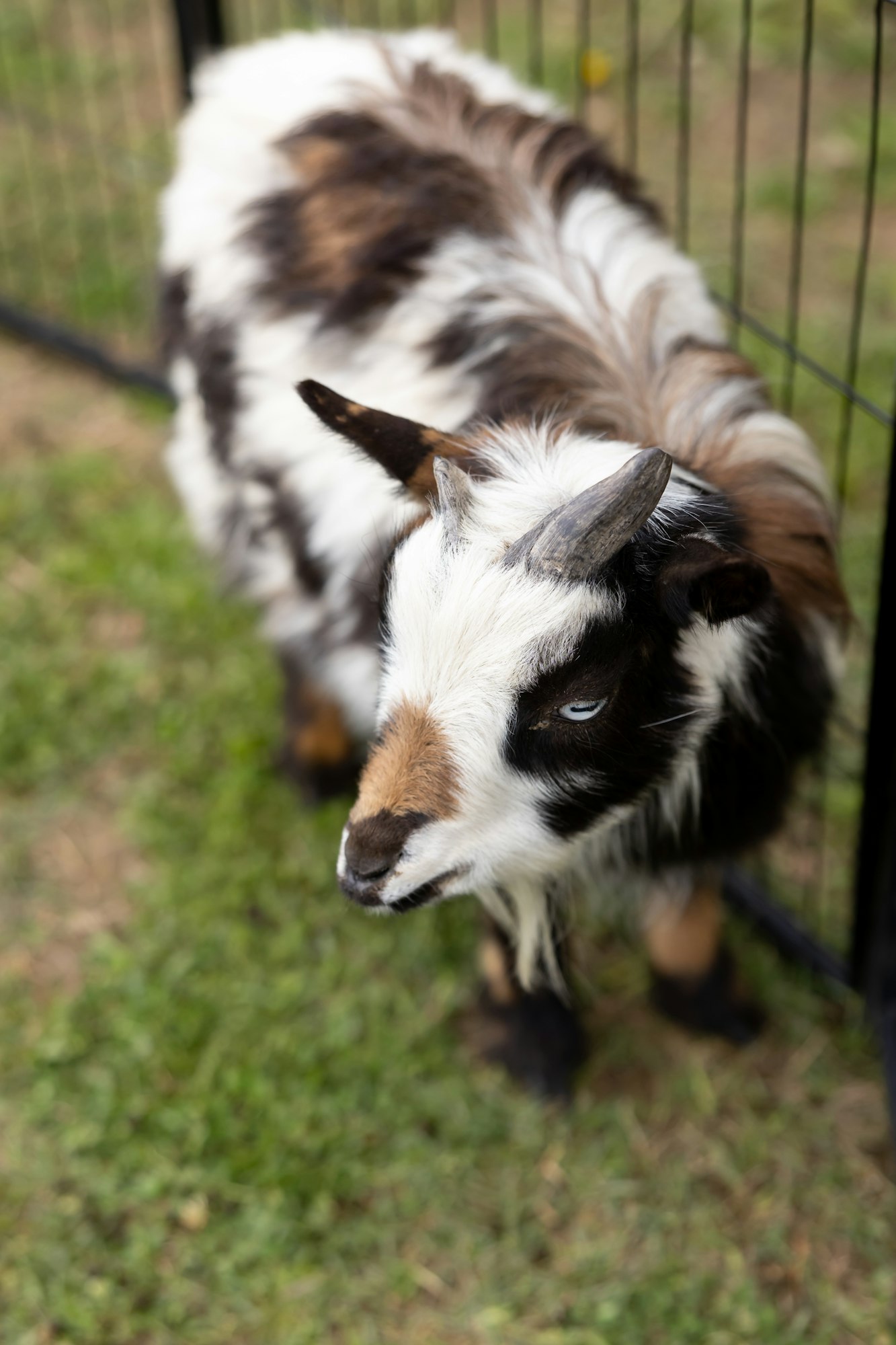 A small, multicolored goat with horns standing on grass near a metal fence.