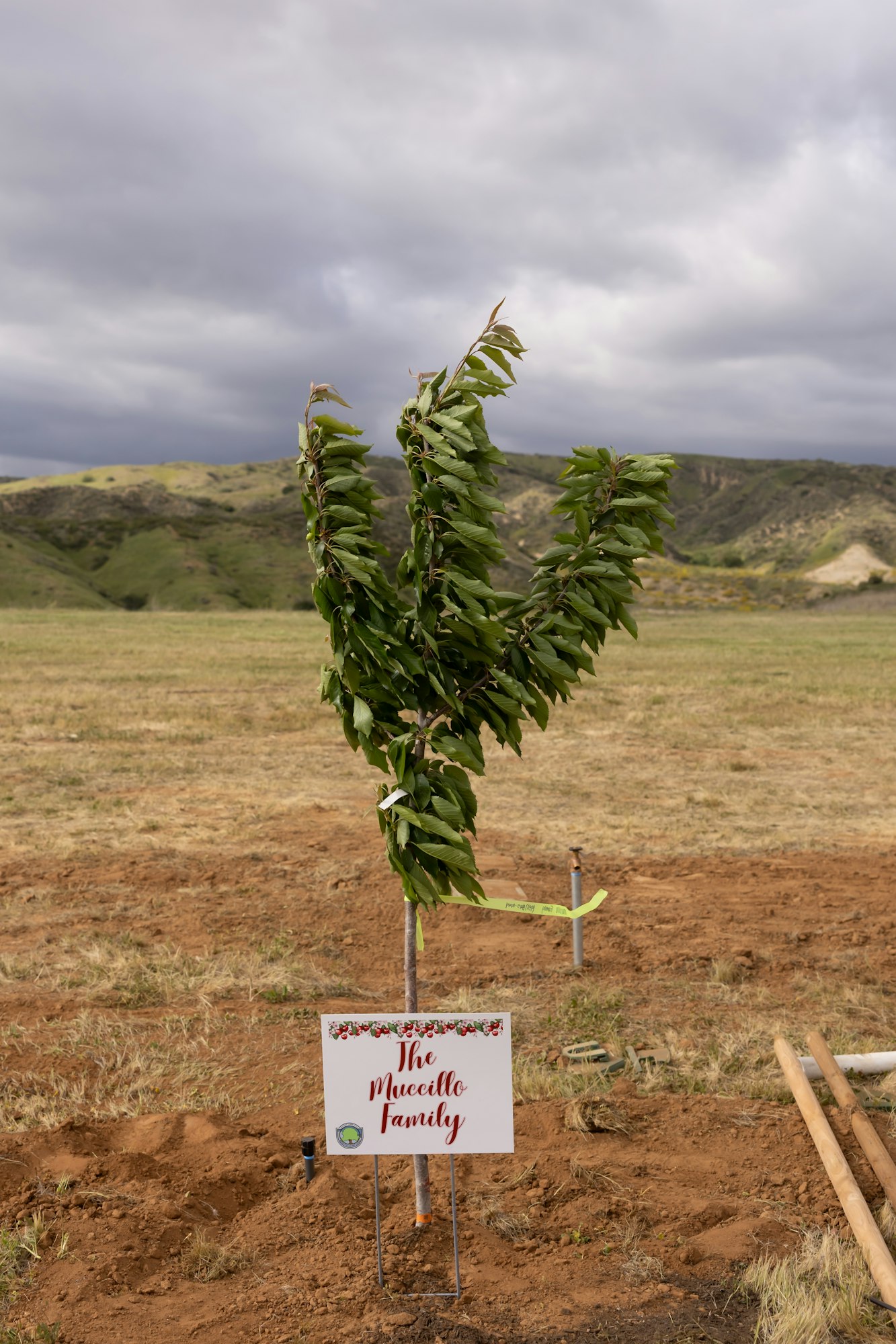 A young tree planted in a field with a sign saying "The Mucerillo Family" in front of it.