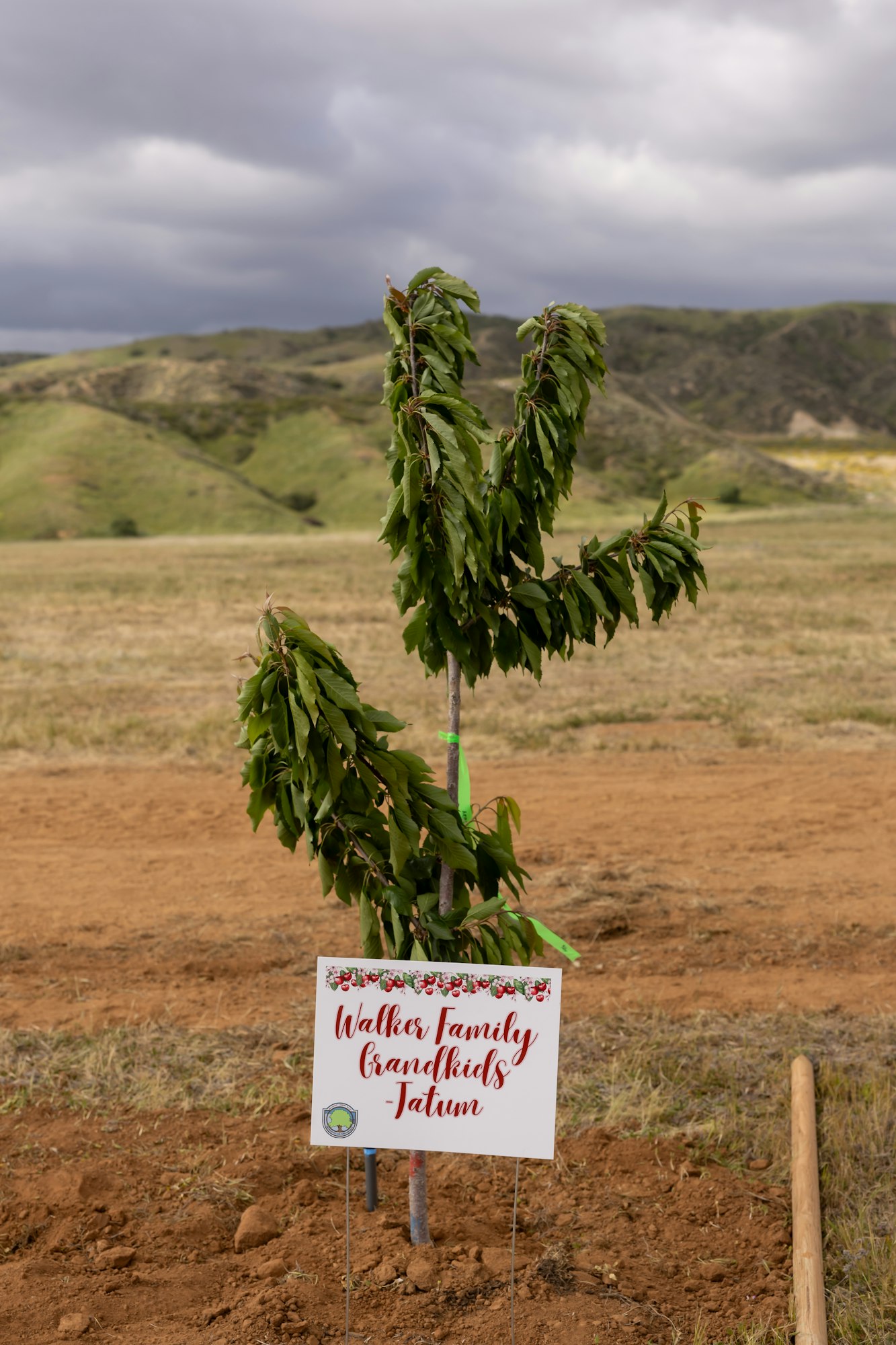 Young tree planted in a field with a sign reading: "Walker Family Grandkids - Tatum." Hills and cloudy sky in the background.