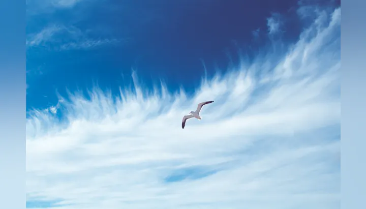 A seagull flies against a backdrop of blue sky and wispy white clouds. The scene feels peaceful and airy.