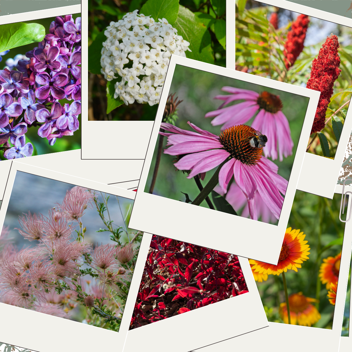 A collage of various colorful flowers, showcasing purple, white, pink, red, and yellow blooms in a vibrant nature setting.