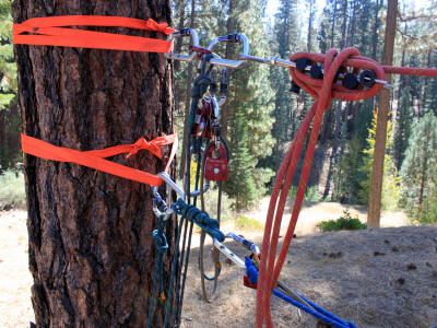 Tree rigging setup with carabiners, ropes, and pulleys for climbing or aerial work.