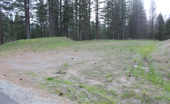 A grassy clearing with pine trees under an overcast sky.