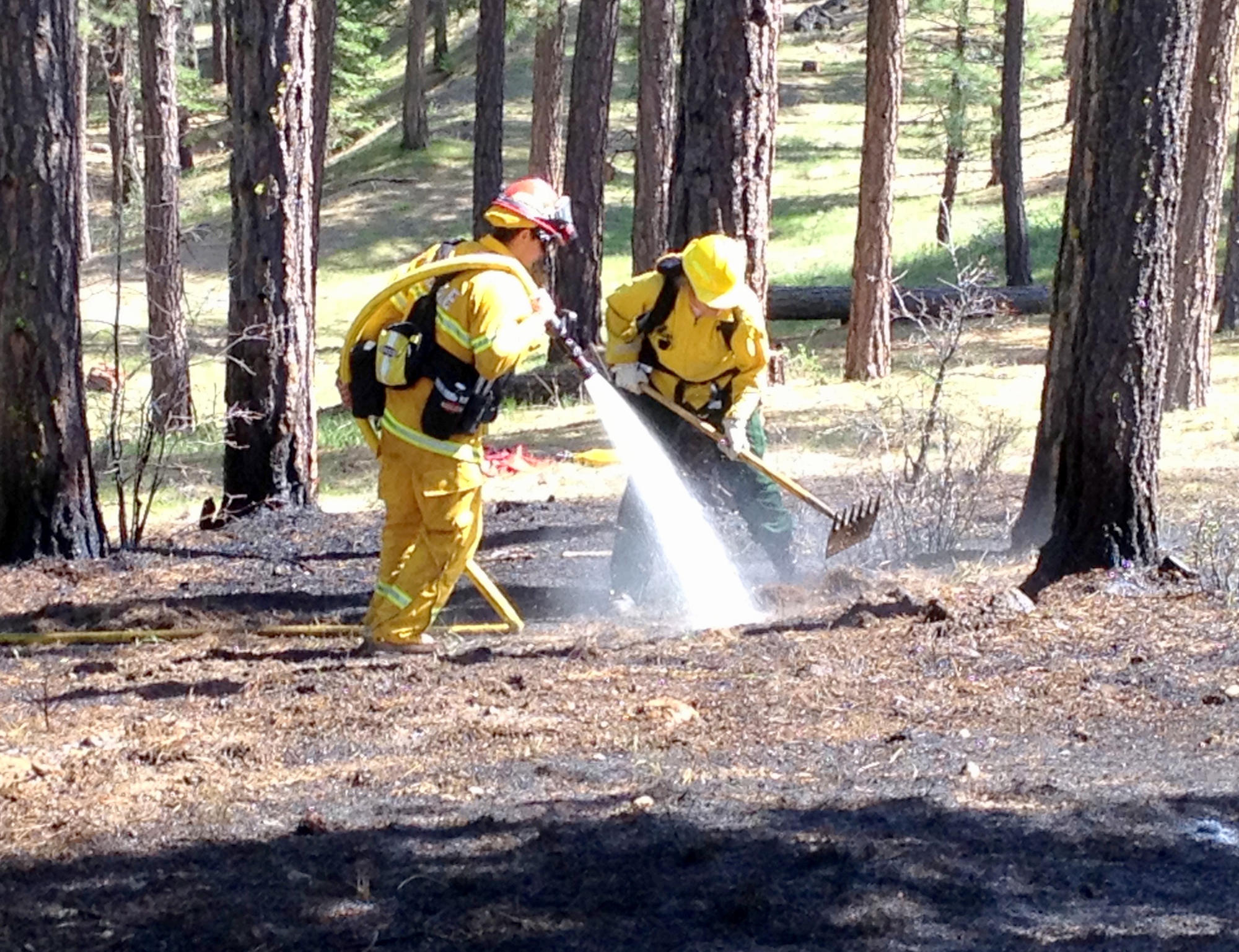 Firefighters in yellow protective gear using a hose and rake amidst trees.