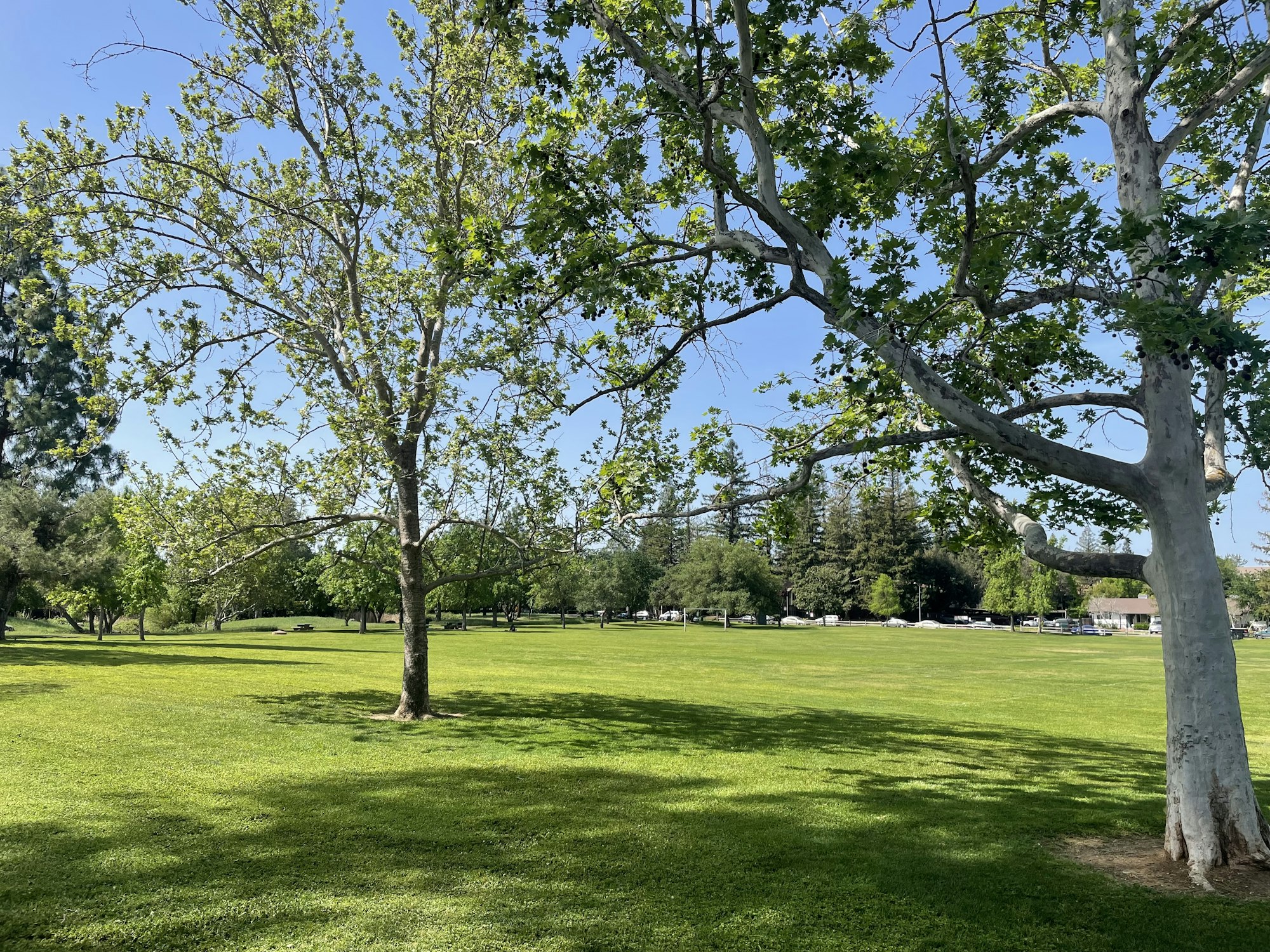 May contain: grass, nature, outdoors, park, plant, tree, tree trunk, lawn, car, transportation, vehicle, and vegetation