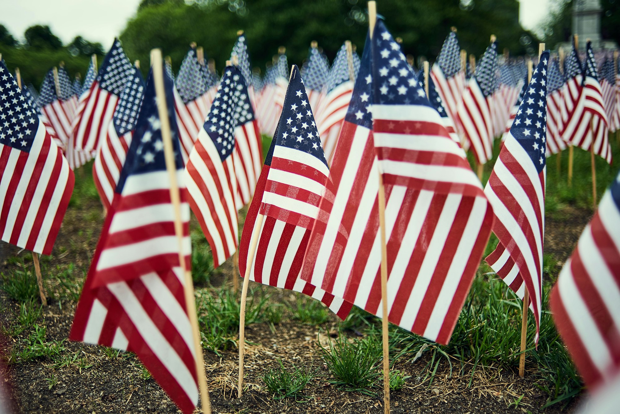 Multiple American flags planted in the ground, creating a patriotic display.