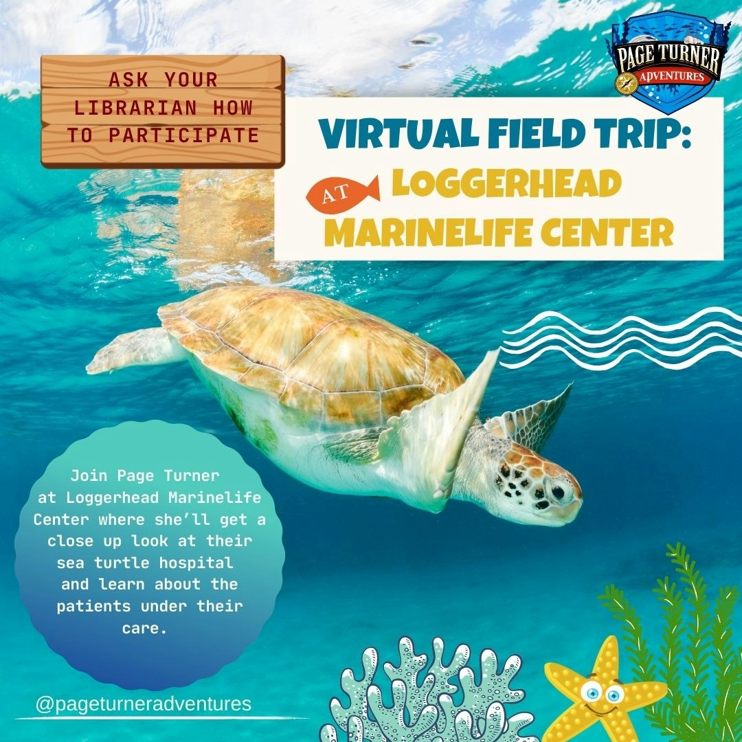 May contain: turtle, reptile, sea life, animal, sea turtle, and tortoise