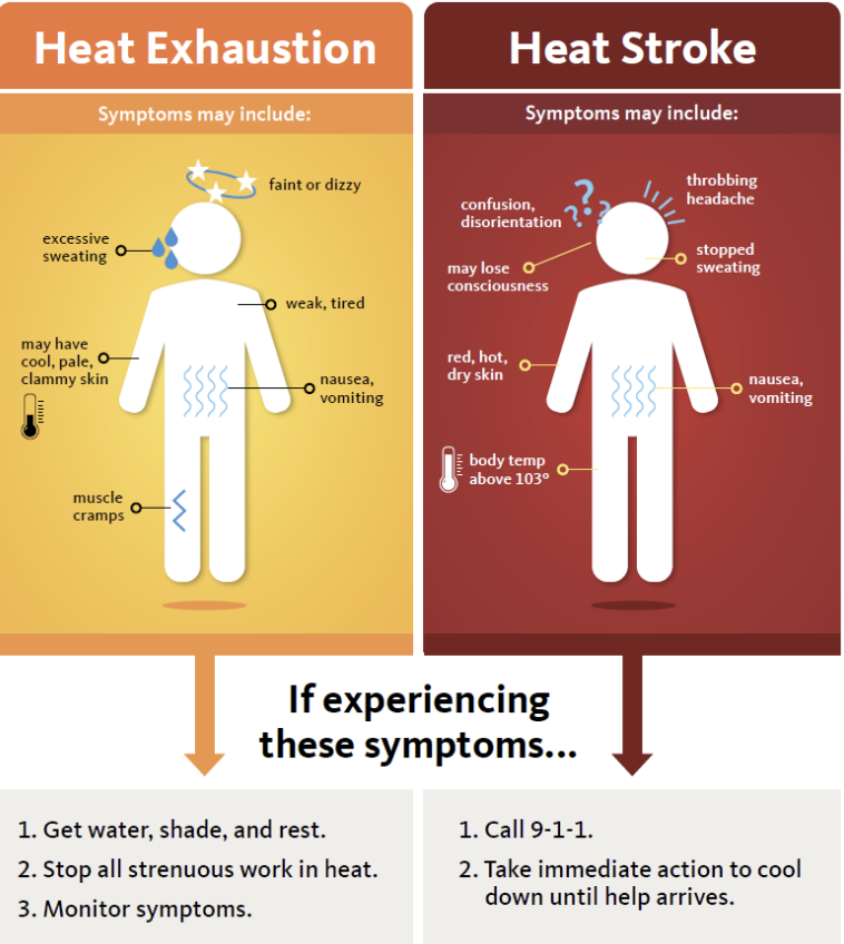 Heat exhaustion: fatigue, dizziness, sweating. Remedy: rest, hydrate. Heat stroke: confusion, no sweat. Action: Call 911, cool down.
