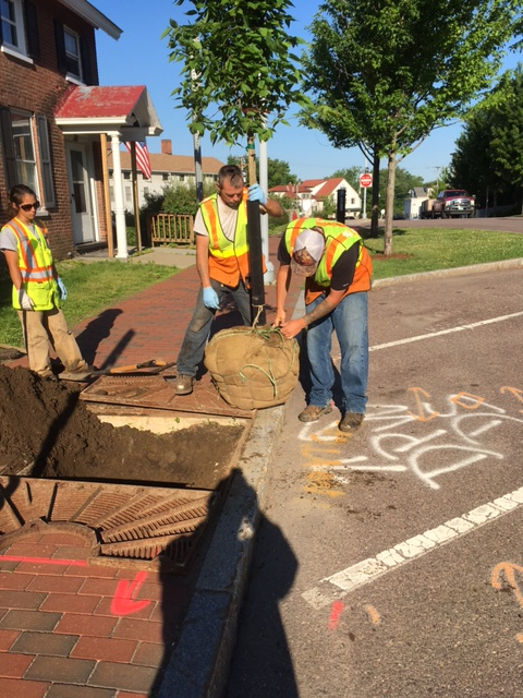 Workers planting a tree next to a street, with digging tools and markings on the ground.