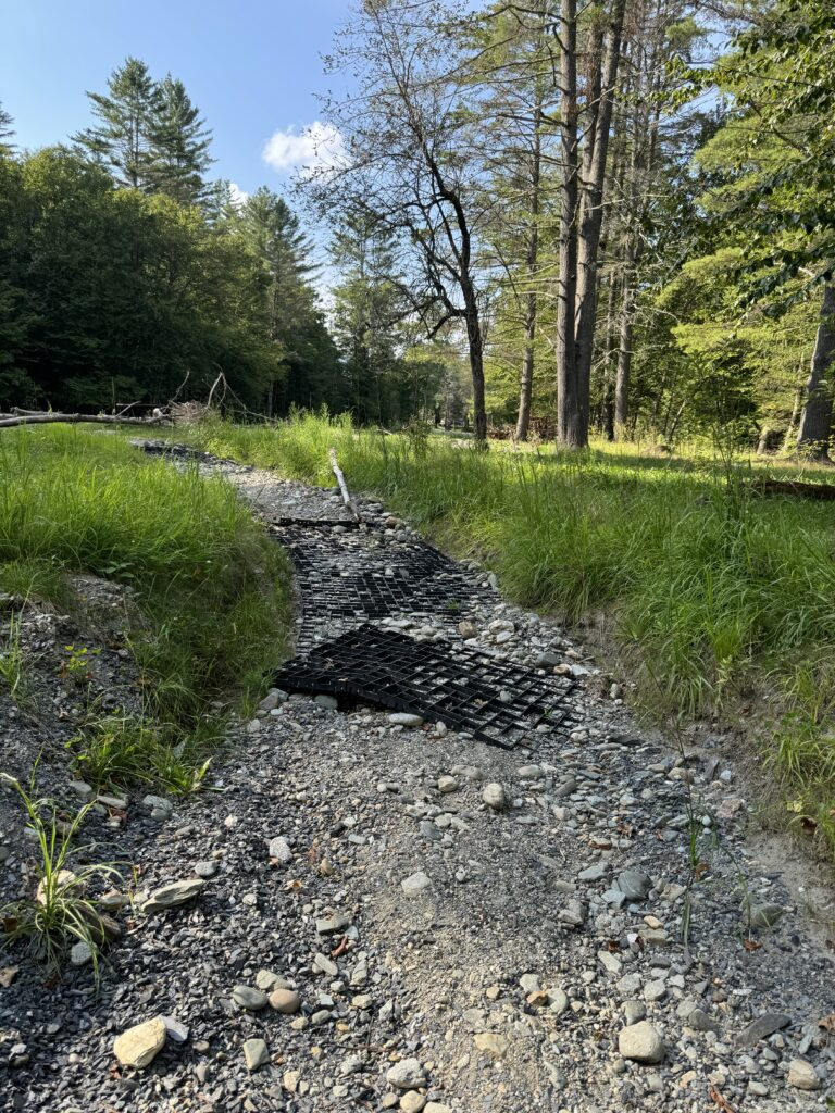 A rocky path through a forested area with grass and trees under a blue sky.