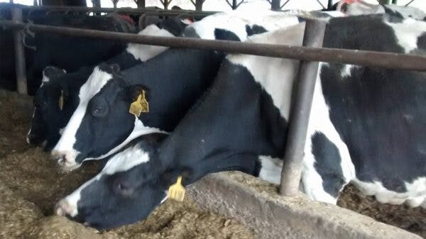 Cows with black and white markings are feeding in a barn, identified by ear tags.