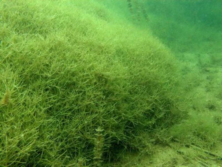 Underwater view of dense, green aquatic plants or algae covering the seabed.
