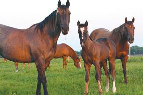 Horses standing in a grassy field with a few in the background.