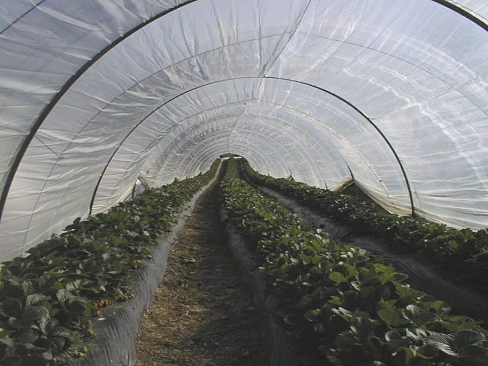 A tunnel greenhouse with rows of green plants growing inside.