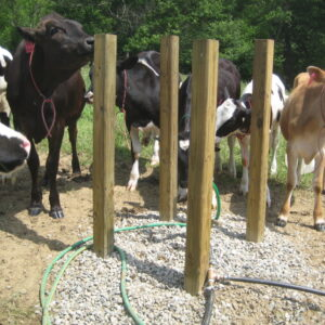 Cows gathered around wooden posts with hoses on the ground in a rural setting.