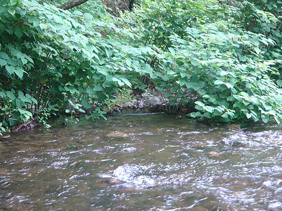 A flowing stream surrounded by lush green foliage and dense shrubs.