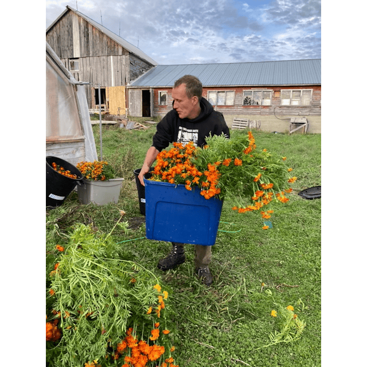 A person is carrying a blue container filled with vibrant orange flowers in a field beside a wooden barn.