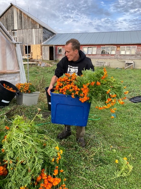 A person is carrying a blue container filled with vibrant orange flowers in a field beside a wooden barn.