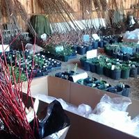Various potted plants and seedlings on tables in a greenhouse or garden center with stacks of branches and gardening supplies.