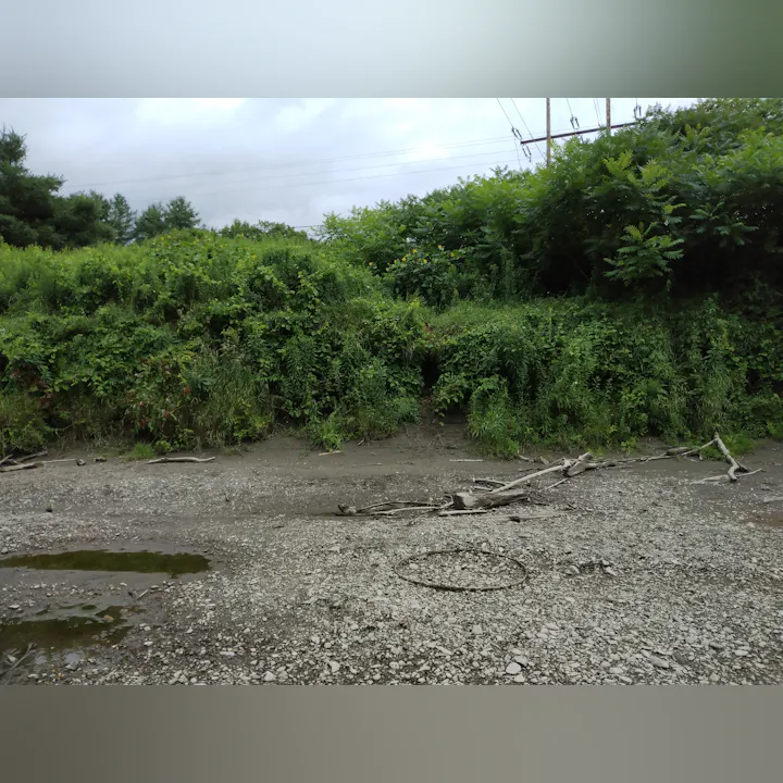 A riverbank scene with overgrown vegetation, scattered pebbles, and some driftwood under a cloudy sky.