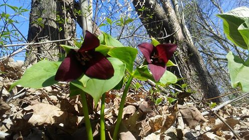 Two dark red trillium flowers with green leaves in a woodland setting with trees and dry leaves.