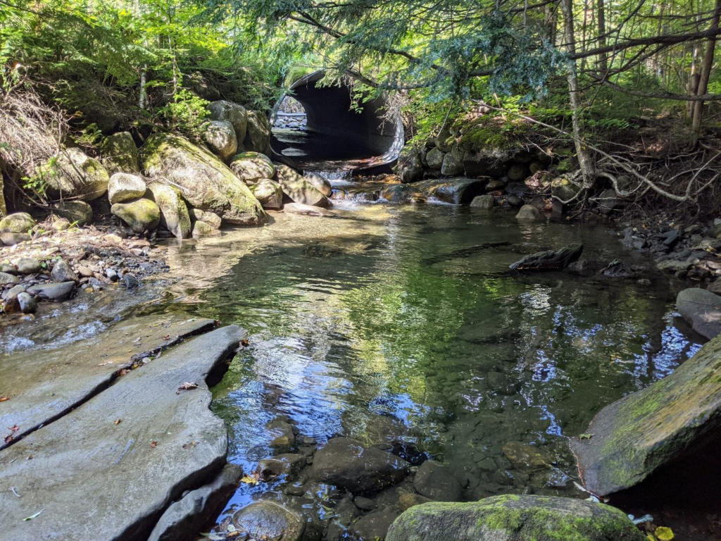 A rocky stream flows through a forest, leading to a culvert under a road.
