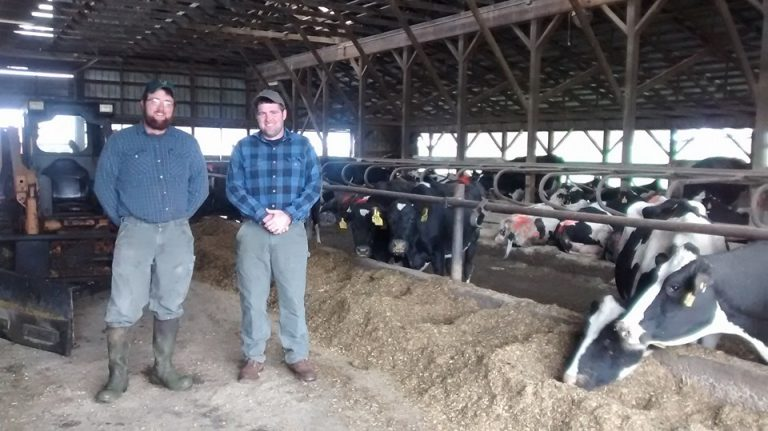 Two people stand in a barn with numerous cows eating from a feed trough.