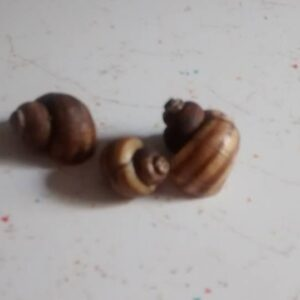 Three small brown snails with striped shells on a speckled surface.