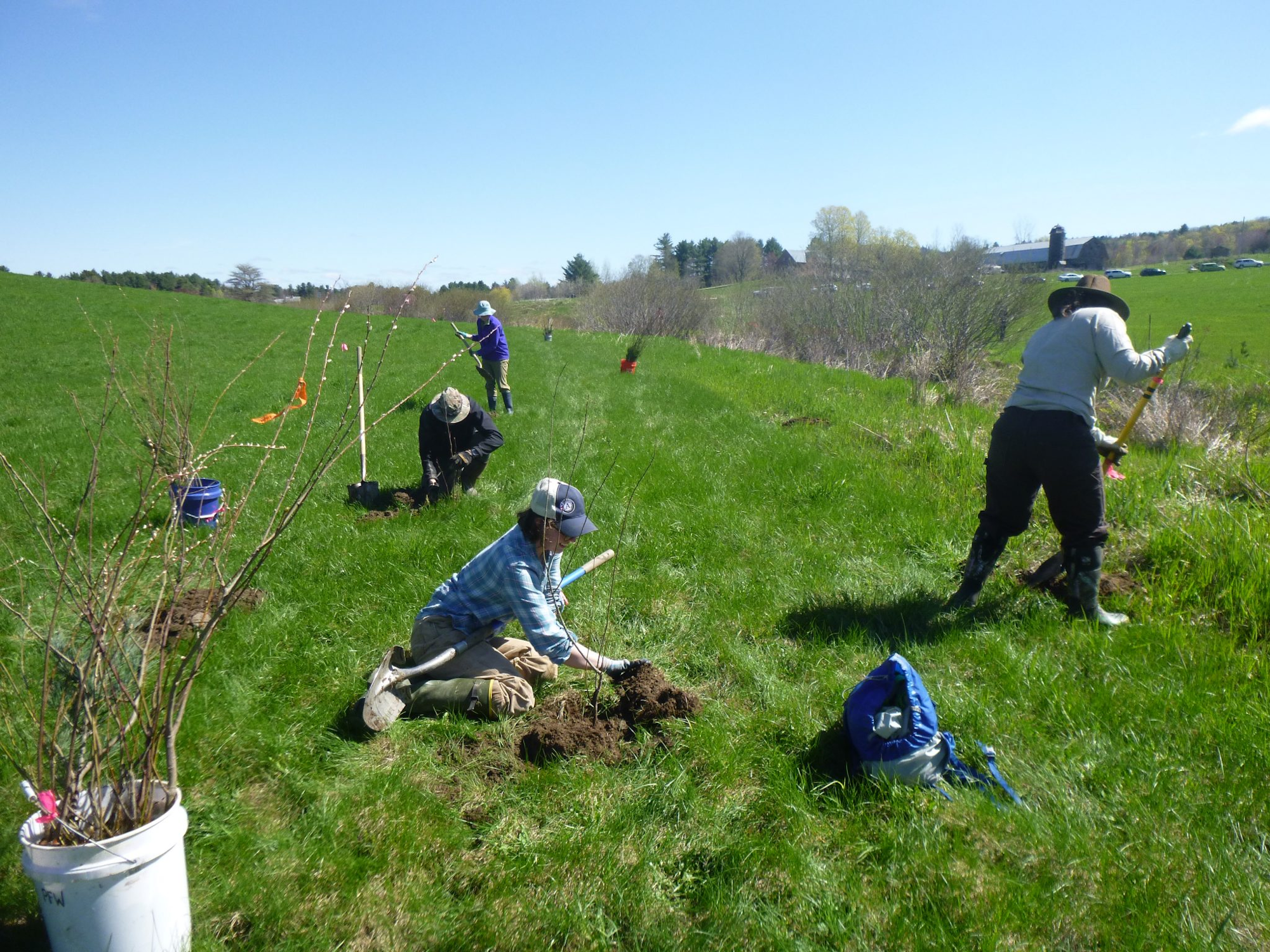 People planting trees in a grassy field under a clear blue sky.