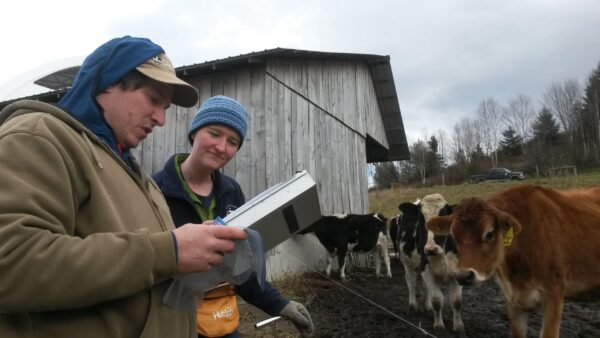 Two people with a tablet or notebook, observing cows near a wooden barn.