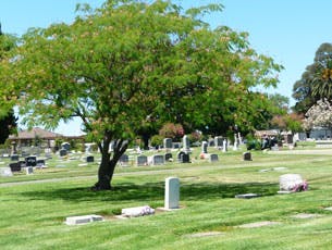 May contain: grove, land, nature, outdoors, plant, tree, vegetation, woodland, grass, park, and graveyard