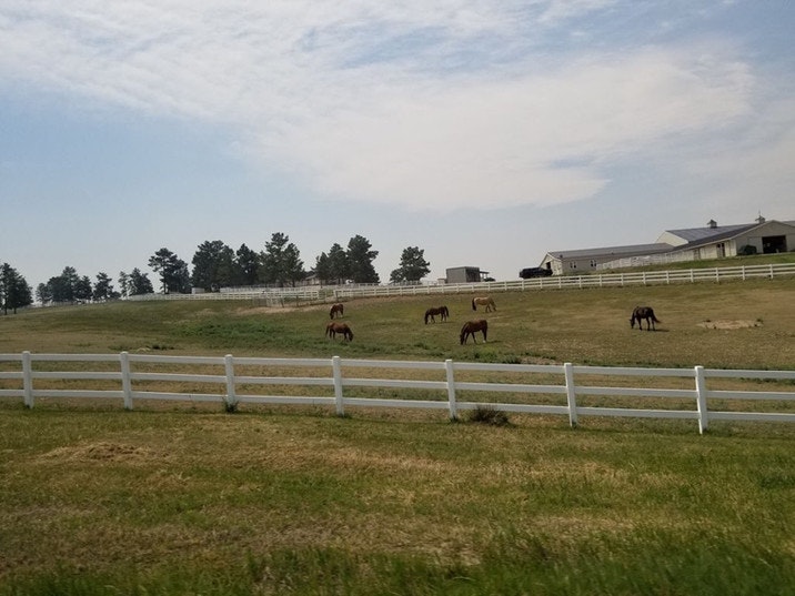 A ranch scene with several horses grazing in a fenced pasture, surrounded by trees and buildings under a blue sky.