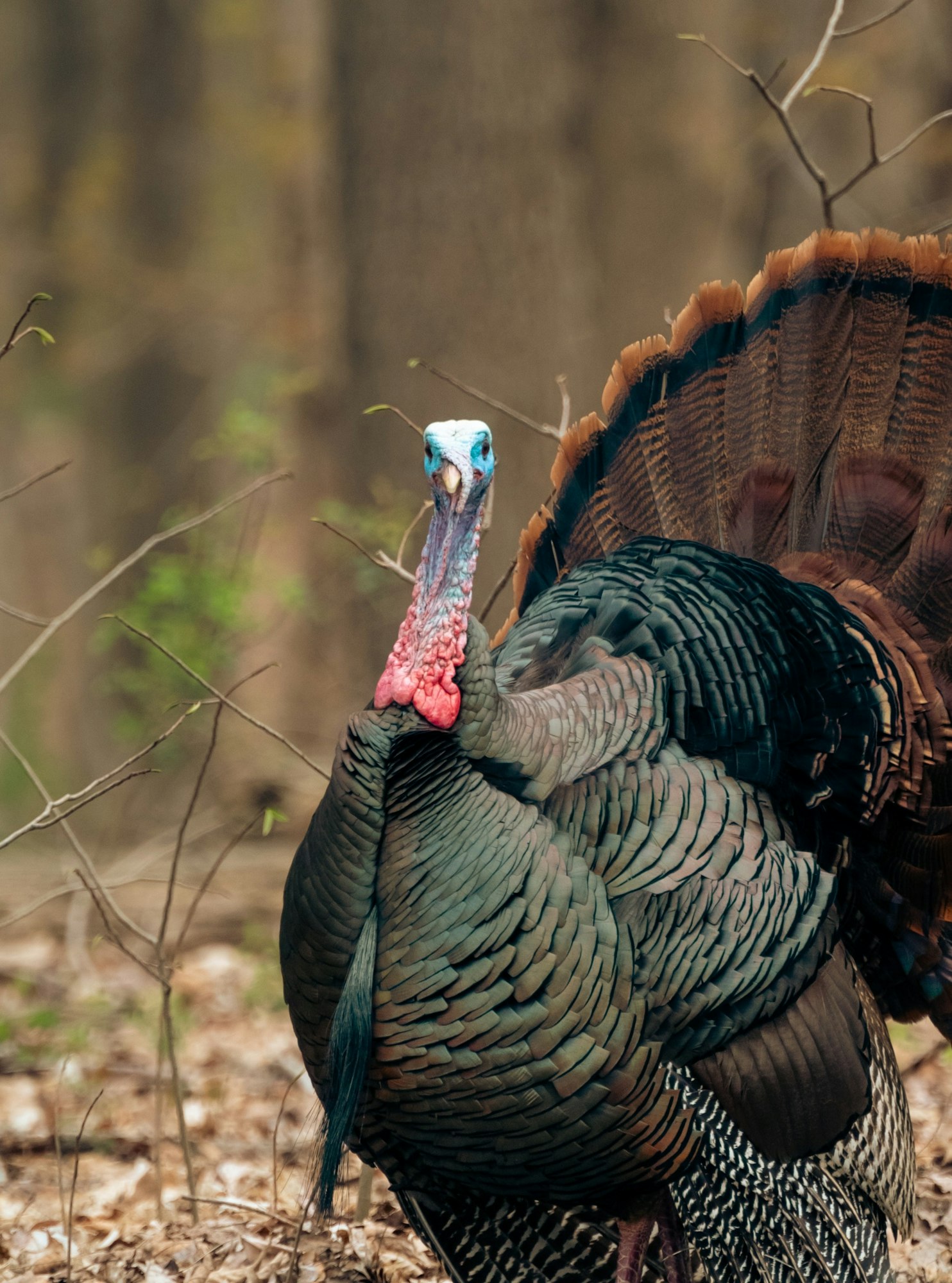 a live bird, a turkey in the forest