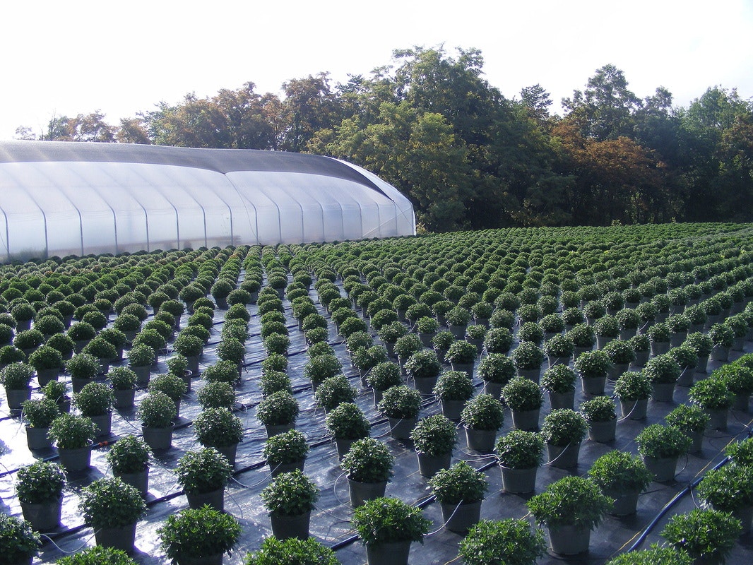 Rows of neatly arranged potted plants in a field, next to a greenhouse, surrounded by trees.