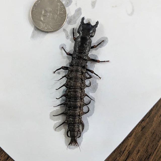 A large, dark insect larva beside a coin on a piece of paper.