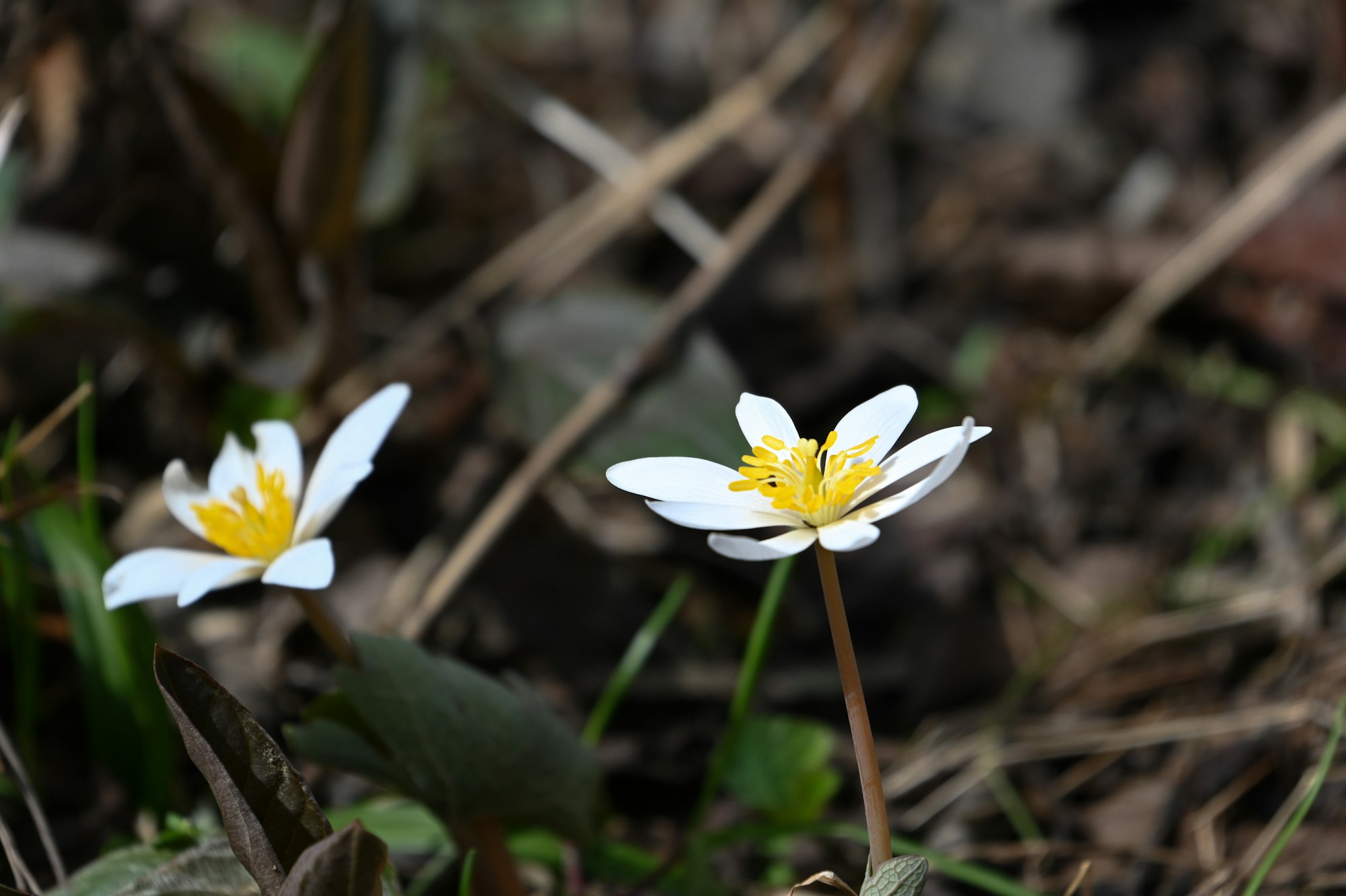 The image features delicate white flowers with yellow centers, set against a natural, earthy background.