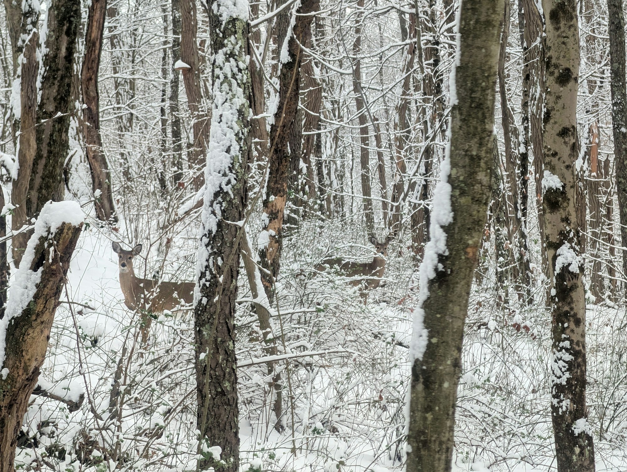 A snowy forest scene with trees covered in snow, and a deer partially visible among the branches and underbrush.
