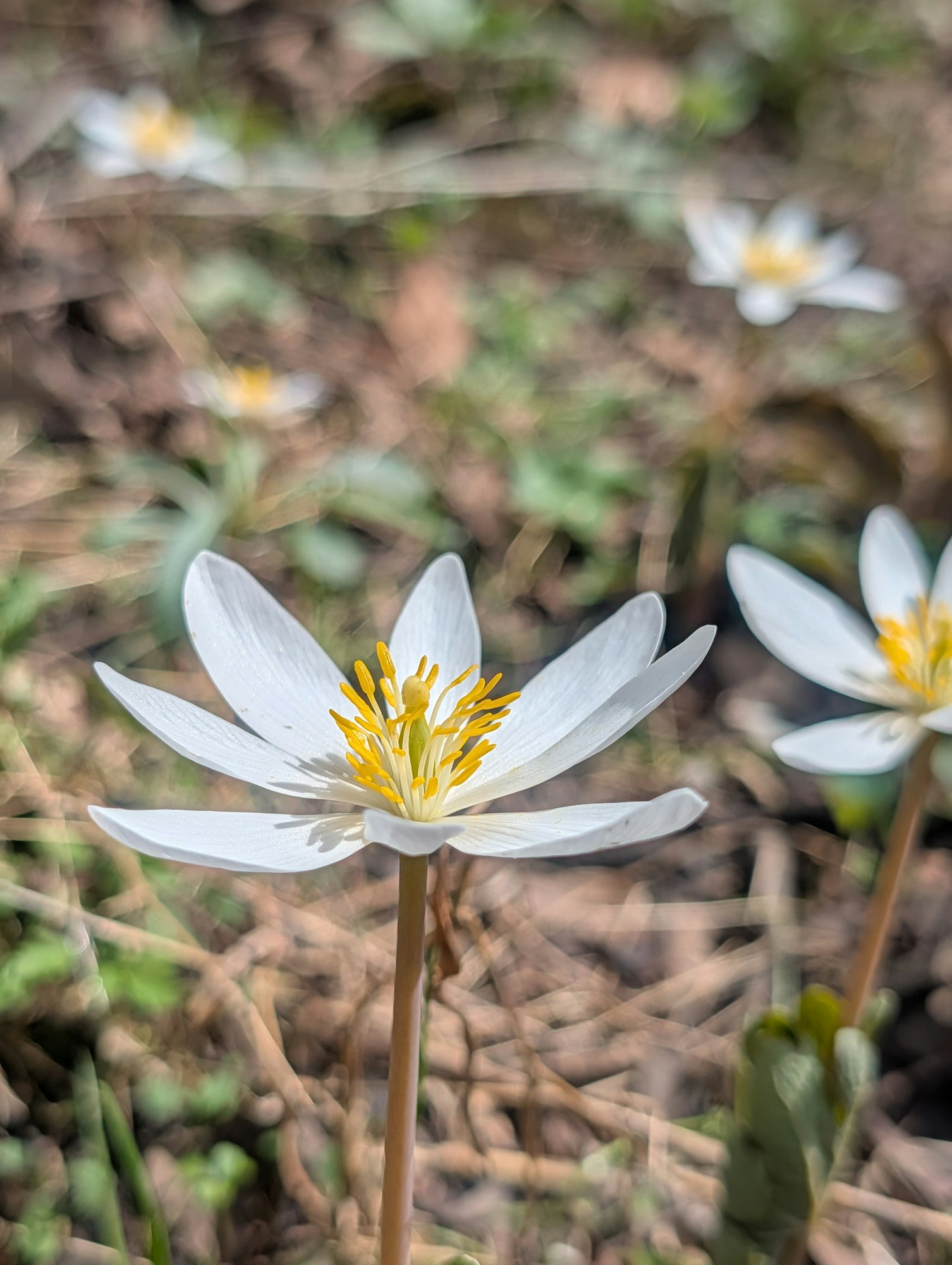 A close-up of white flowers with yellow centers, growing in a natural setting with green foliage and brown ground.