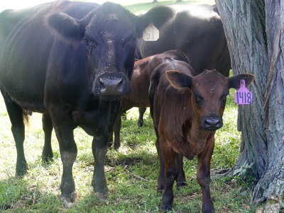 Cows standing under a tree with ear tags, one showing the number 1418.