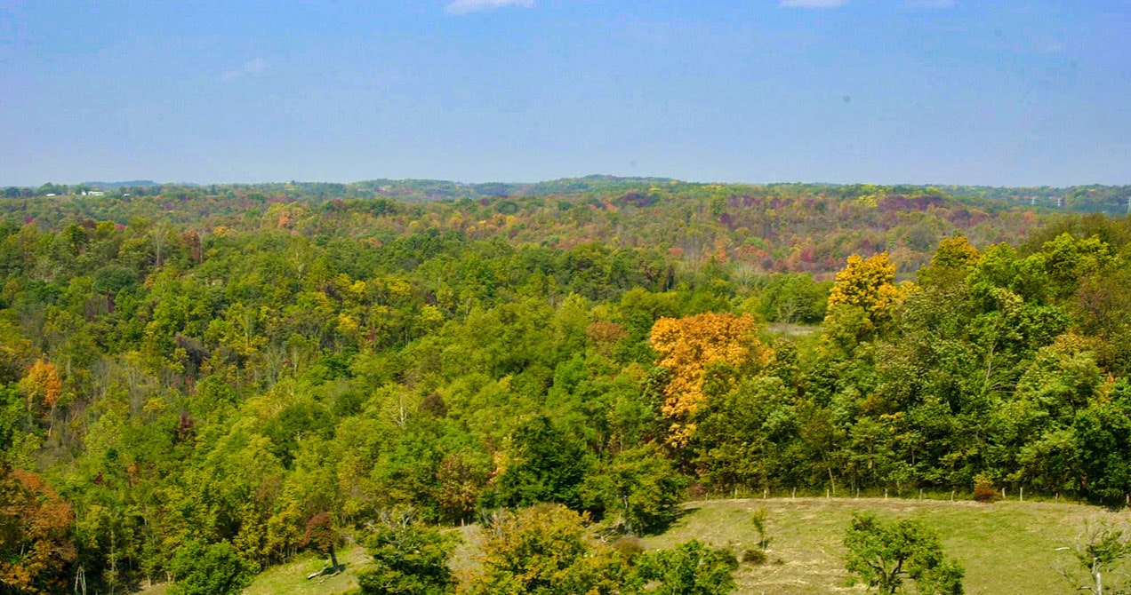 A scenic view of a dense, colorful forest under a clear blue sky.