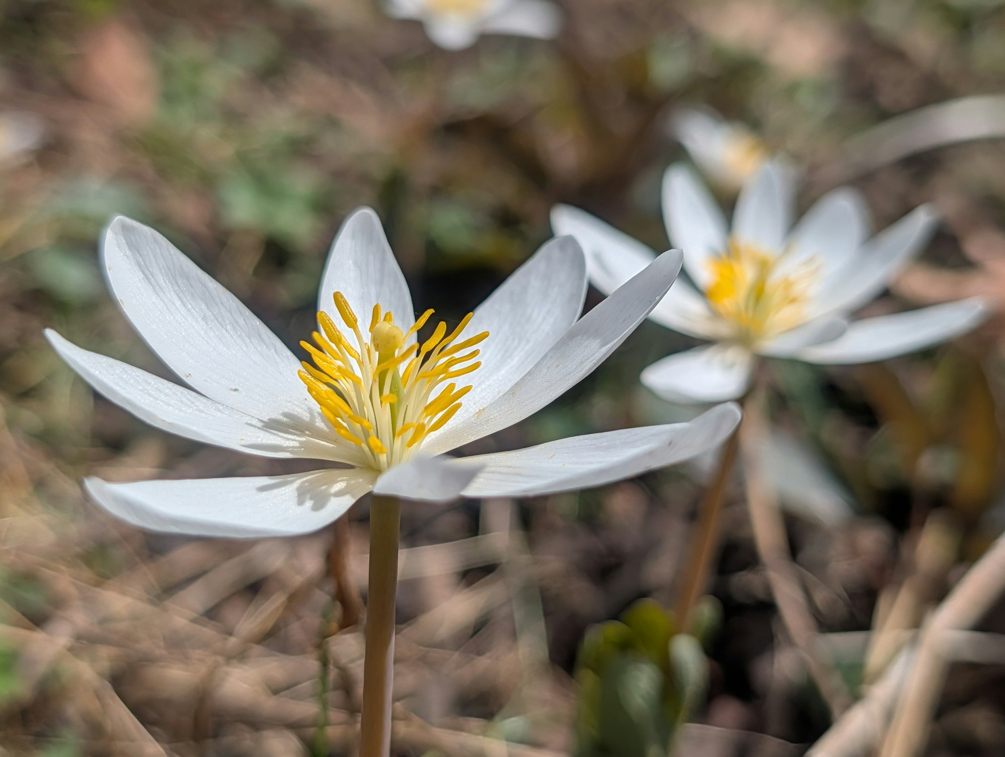 A close-up of delicate white flowers with yellow centers, surrounded by greenery and dry grass.