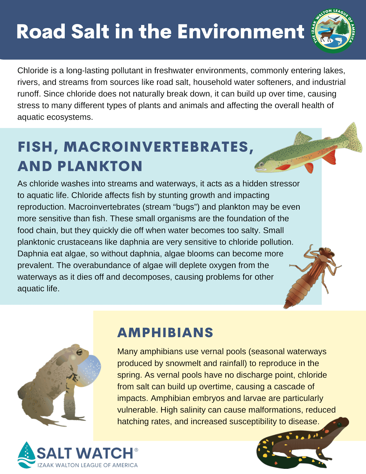 The image discusses the impacts of road salt, particularly chloride, on freshwater ecosystems, affecting fish, invertebrates, and amphibians.
