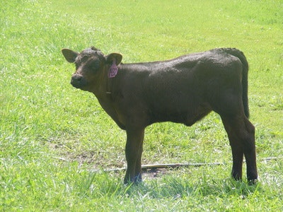 A calf standing on a grassy field in sunlight.