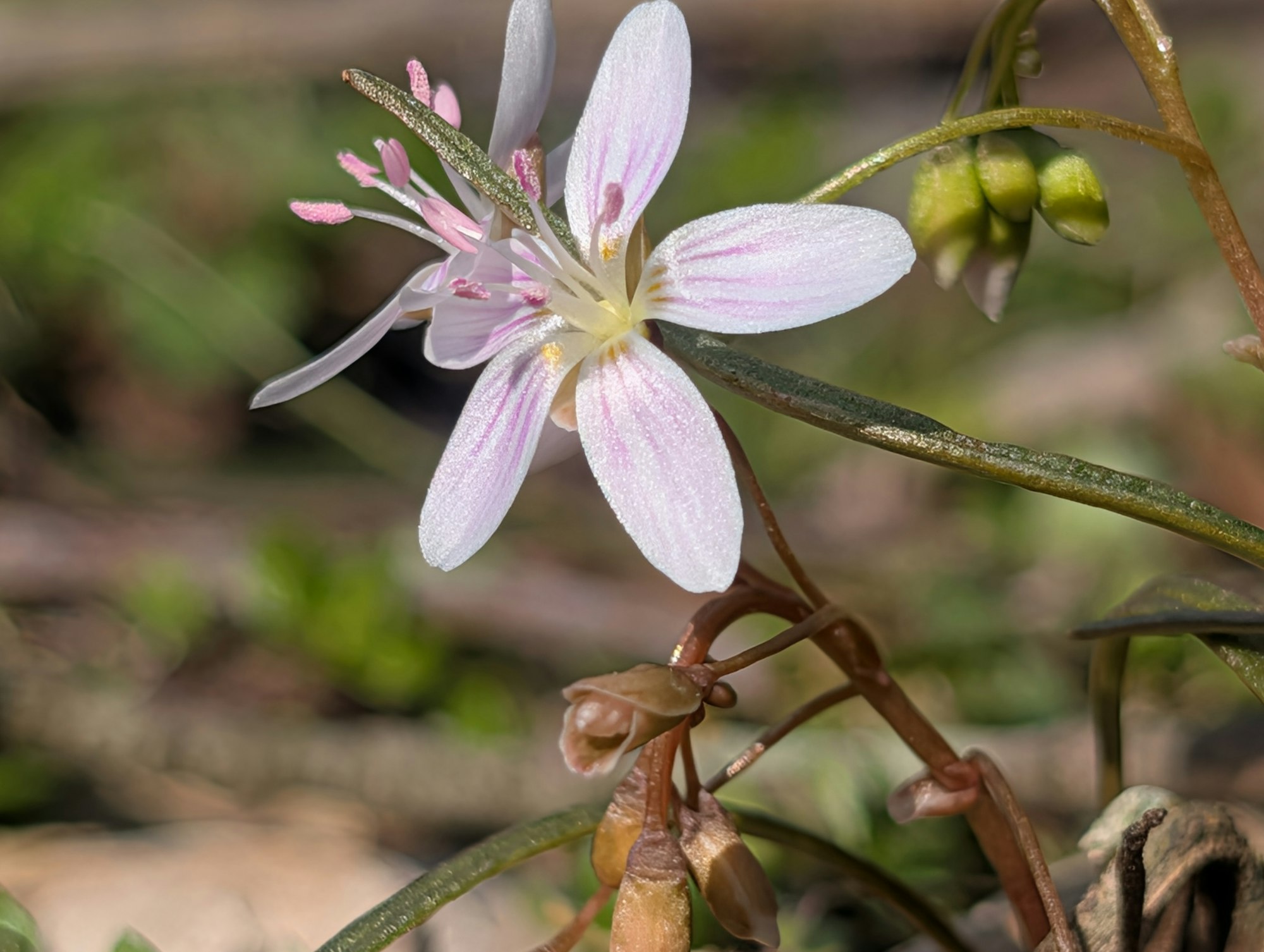 A close-up of a delicate pink and white flower with prominent stamens, set against a blurred green background.