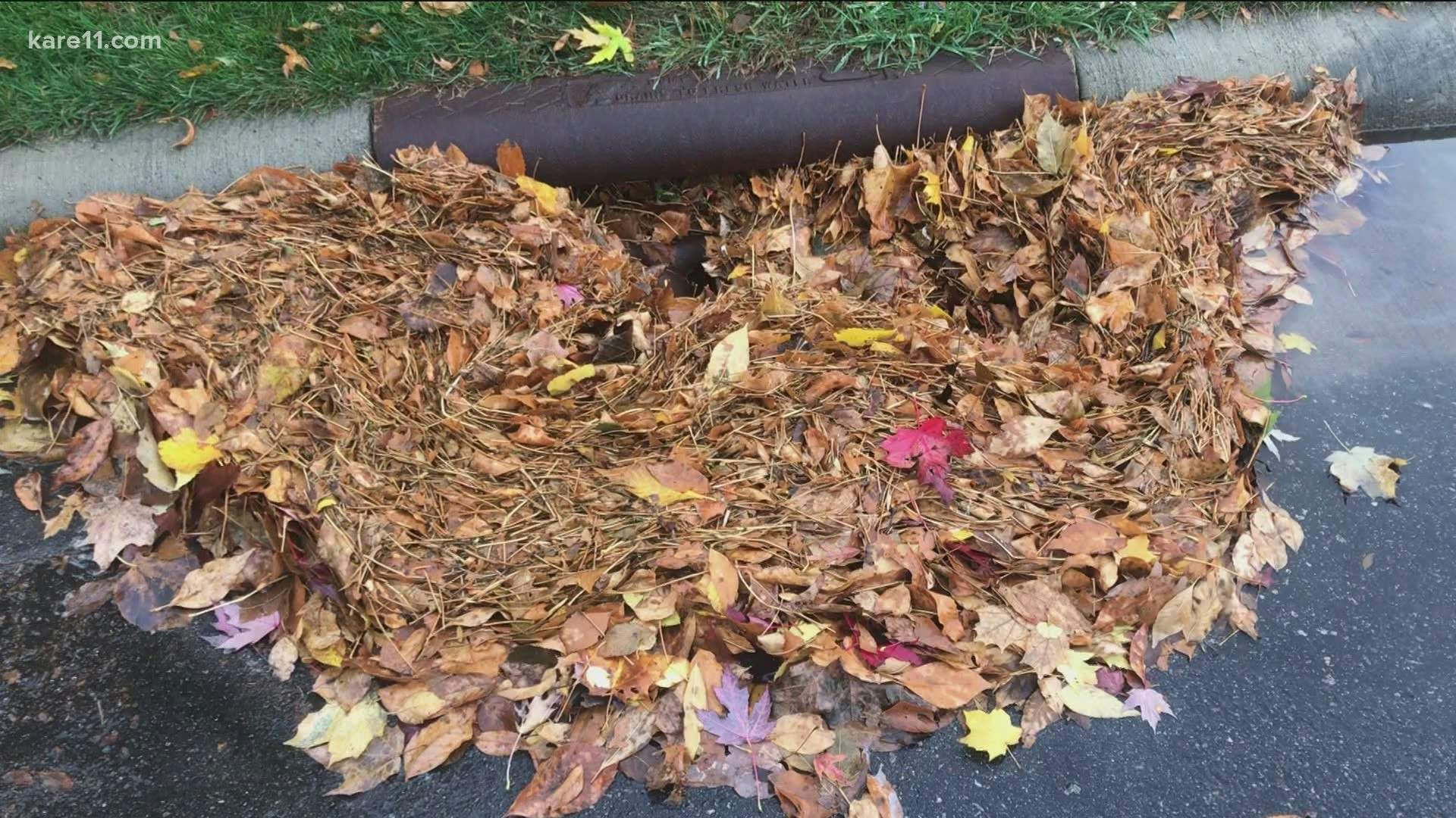 A storm drain covered with fallen leaves and pine needles on a street.